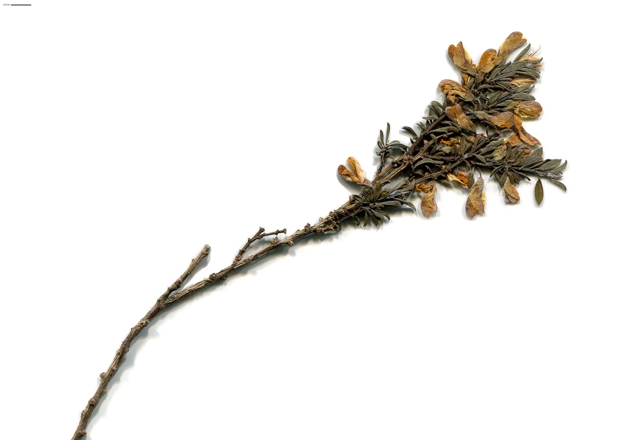 Genista pilosa subsp. pilosa (Fabaceae)